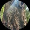 truecedar